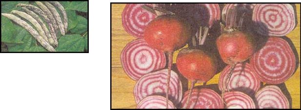 Right, Chioggia beets, first planted in the U.S. in the 1840s; above, Dragon's Tongue wax beans.KENT WHEALY/SEED SAVERS EXCHANGE